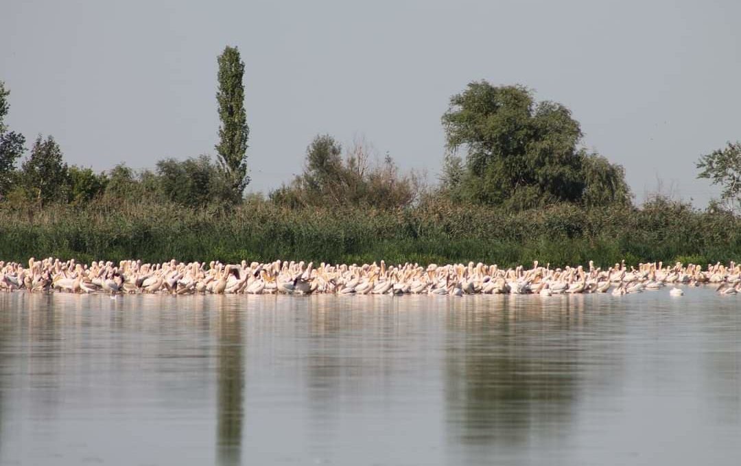 Ce pot vedea la Lacul Brateș din Galați