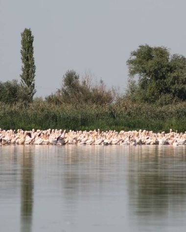 Ce pot vedea la Lacul Brateș din Galați