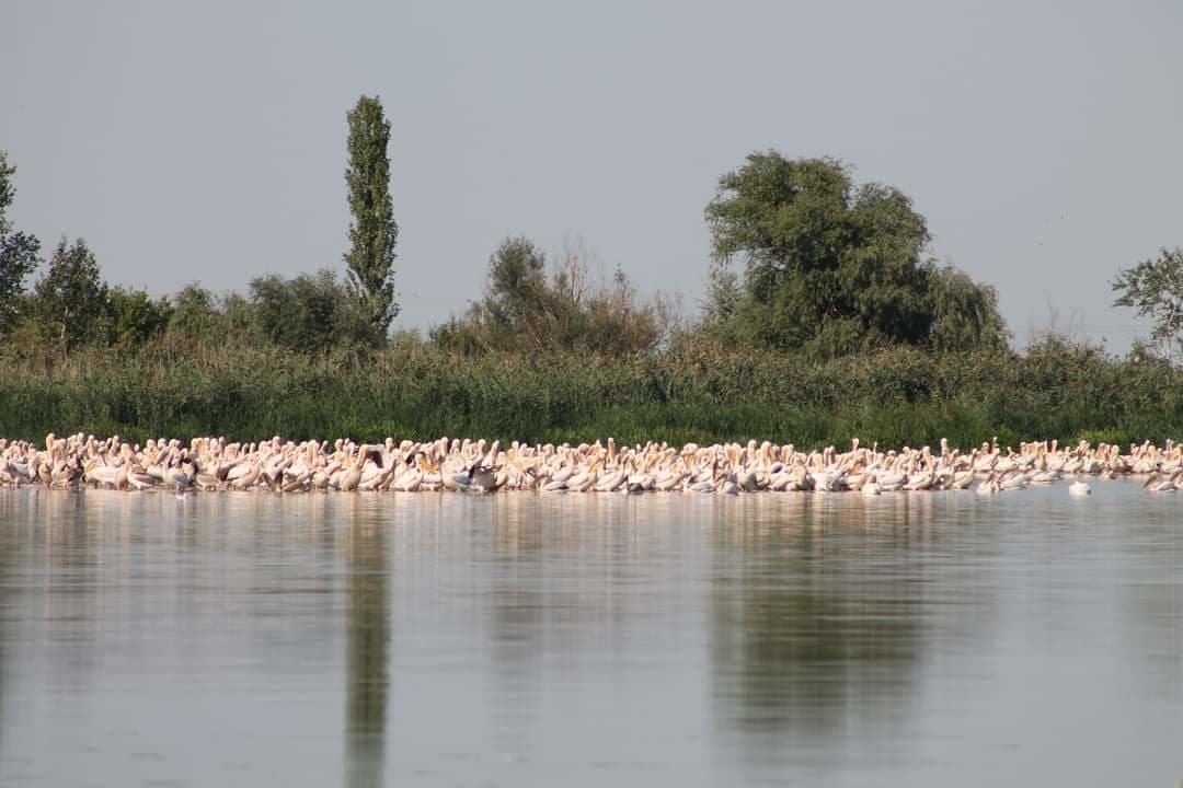 Ce pot vedea la Lacul Brateș din Galați